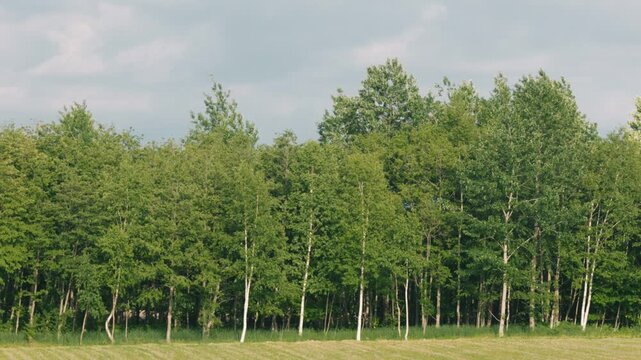 Distant View of a Birch Forest