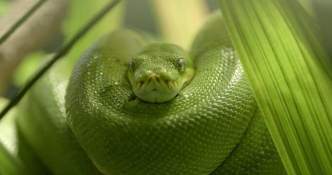 green tree python