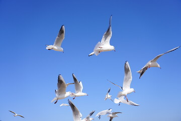 Obraz premium A Flock of Gulls Soaring in the Sunlight