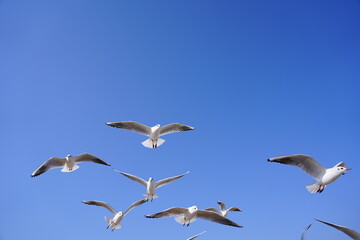 Obraz premium A Flock of Gulls Soaring in the Sunlight