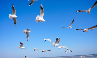 Obraz premium A Flock of Gulls Soaring in the Sunlight
