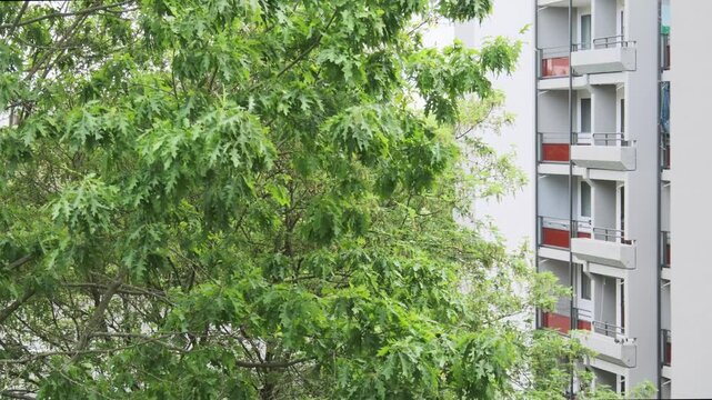 Green oak tree branches foreground modern residential apartment building facade balconies, urban nature harmony community, european clean architecture, well-maintained landscape, europe city lifestyle