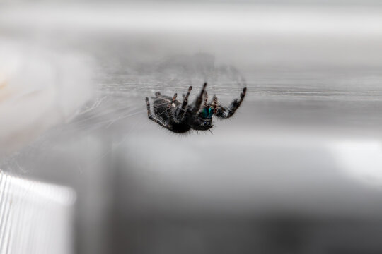 Female Bold Jumping Spider Macro with Iridescent Green Chelicerae
