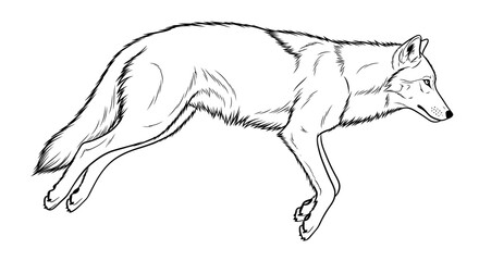 Fototapeta premium Wolf jumping line art illustration isolated on white background