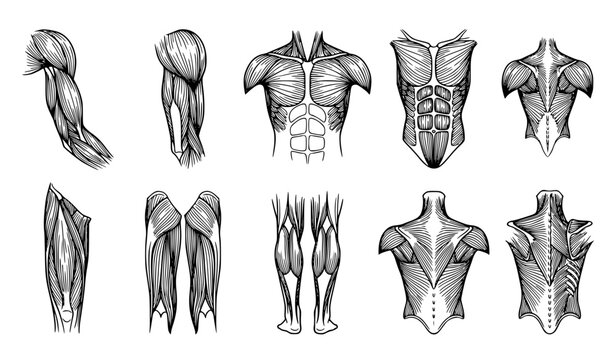Human Muscle Anatomy Vector Collection for Fitness and Medical Education