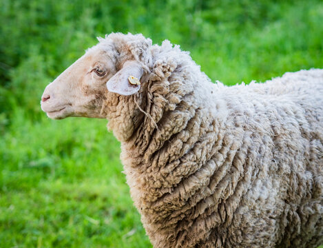 liebliches Schaf