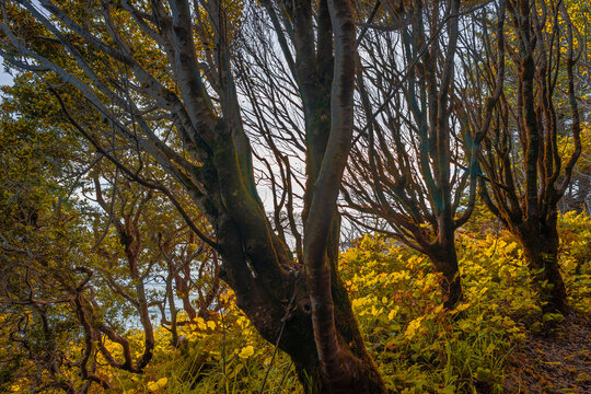 Shady Forest By The Pacific Ocean