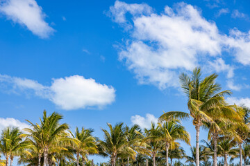 Fototapeta premium palm trees against blue sky
