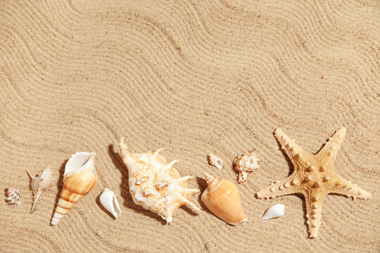 Many sea shells on sand