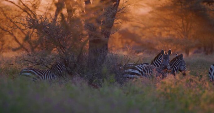 zebras in the field