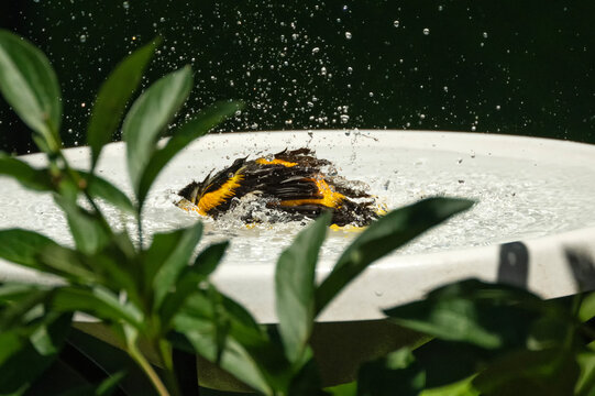 Baltimore oriole (Icterus galbula)in bird bath; Lincoln, Nebraska