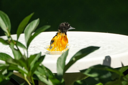 Baltimore oriole (Icterus galbula)in bird bath; Lincoln, Nebraska