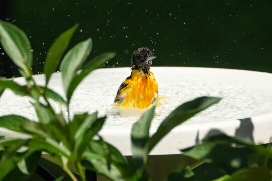 Baltimore oriole (Icterus galbula)in bird bath; Lincoln, Nebraska