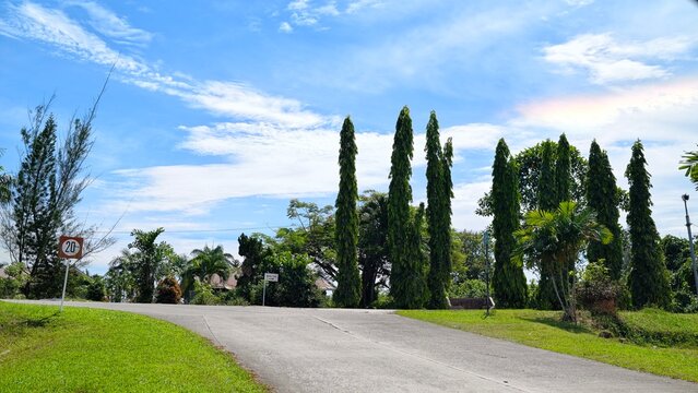The scene features a row of tall, slender trees against a blue sky with a little rainbow, which are Polyalthia longifolia, commonly known as the Ashoka tree or False Ashoka.