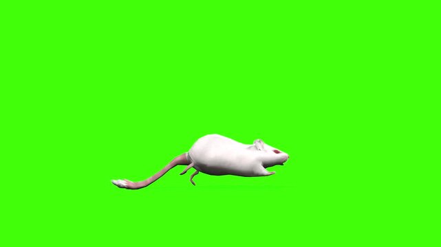 4k White albino house mouse with red eyes run loop side view animation isolated on Green Screen, 3D mus musculus rodent mice fast running rendering on the chroma key, video for your rhymes, stories