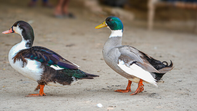 Two ducks, one with a black and white plumage and the other with iridescent green head, are standing on a dirt ground outdoors.