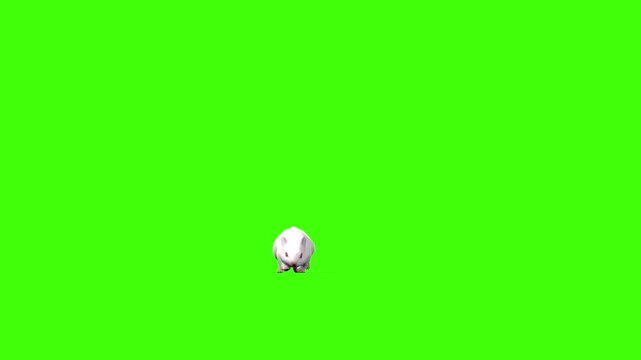4k White albino house mouse with red eyes walking approaching from a distance front view animation isolated on Green Screen, 3D mus musculus rodent mice walk rendering on the chroma key