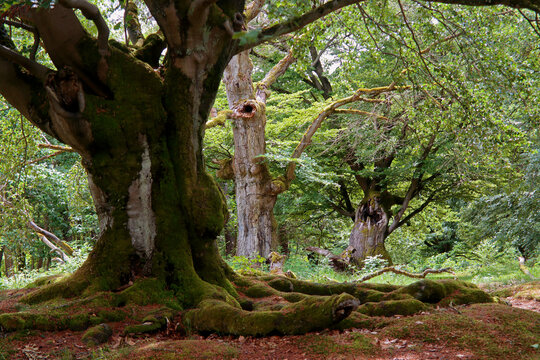Alte Hutebuchen im Naturpark Hutewald Halloh Kellerwald-Edersee