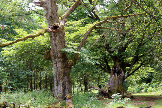 Alte Hutebuchen im Naturpark Hutewald Halloh Kellerwald-Edersee