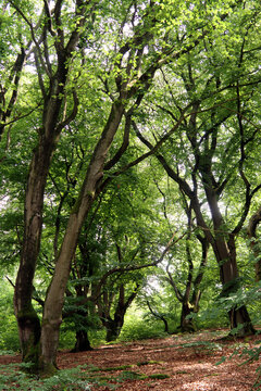 Alte Hutebuchen im Naturpark Hutewald Halloh Kellerwald-Edersee