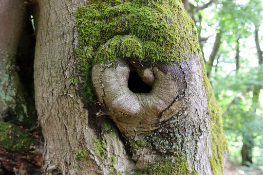 Alte Hutebuchen im Naturpark Hutewald Halloh Kellerwald-Edersee