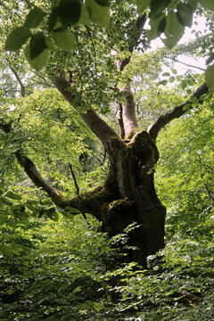 Alte Hutebuchen im Naturpark Hutewald Halloh Kellerwald-Edersee