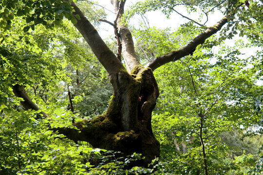 Alte Hutebuchen im Naturpark Hutewald Halloh Kellerwald-Edersee