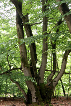 Alte Hutebuchen im Naturpark Hutewald Halloh Kellerwald-Edersee