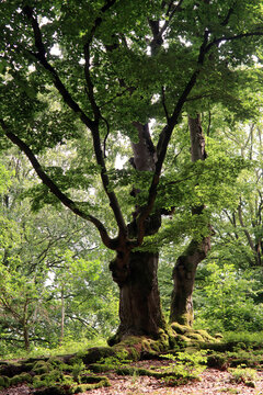 Alte Hutebuchen im Naturpark Hutewald Halloh Kellerwald-Edersee