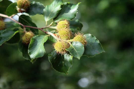 Bucheckern mit Buchenbl&auml;tter