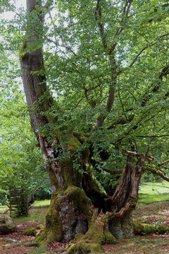 Alte Hutebuchen im Naturpark Hutewald Halloh Kellerwald-Edersee