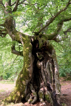 Alte Hutebuchen im Naturpark Hutewald Halloh Kellerwald-Edersee