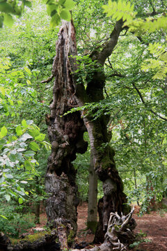 Alte Hutebuchen im Naturpark Hutewald Halloh Kellerwald-Edersee
