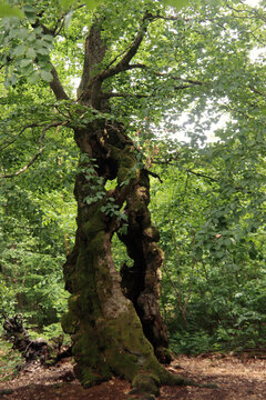 Alte Hutebuchen im Naturpark Hutewald Halloh Kellerwald-Edersee