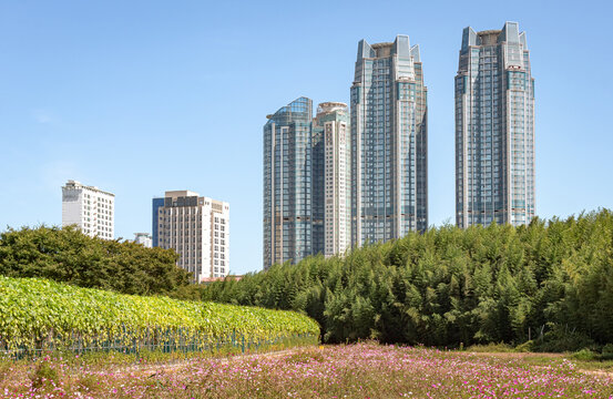 Modern apartment buildings rising above a flower field in Taehwagang River park in Ulsan, South Korea