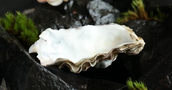 Woman taking pearl from oyster shell on rocks, closeup