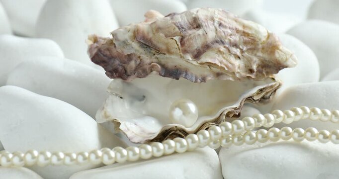 Oyster shell with pearl and necklace on white stones, closeup