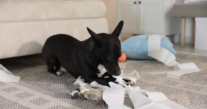 Naughty dog chewing toilet paper on floor at home, closeup. Camera moving forward