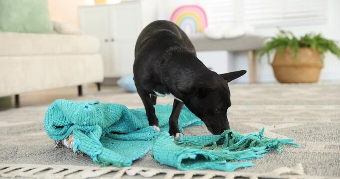 Naughty dog with torn blanket on floor at home
