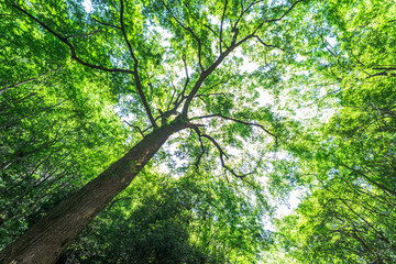 Fototapeta premium The sunlight in the forest, viewed from a low angle through the trees.