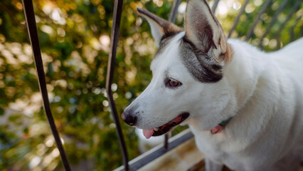 Obraz premium White dog looking out from a balcony railing