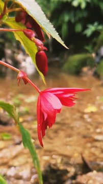 Orginal Bird sound and peaceful nature sound 4k video natural beauty.