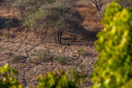 Water buffalos in Baluran national park, Indonesia from above