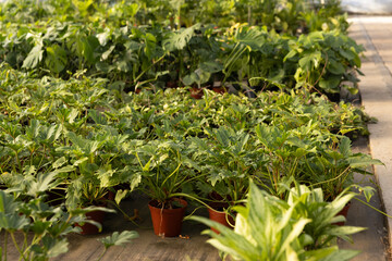 Naklejka premium Cluster of orange-brown pots are filling nursery bench on dark fabric with paved aisle at right
