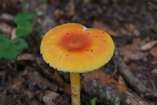 Amanita Jacksonii Caesar Mushroom Cap on Forest Floor