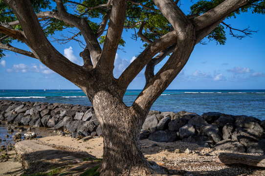 Monkey Pod Tree On Waikiki Beach with the Ocean in the Background.