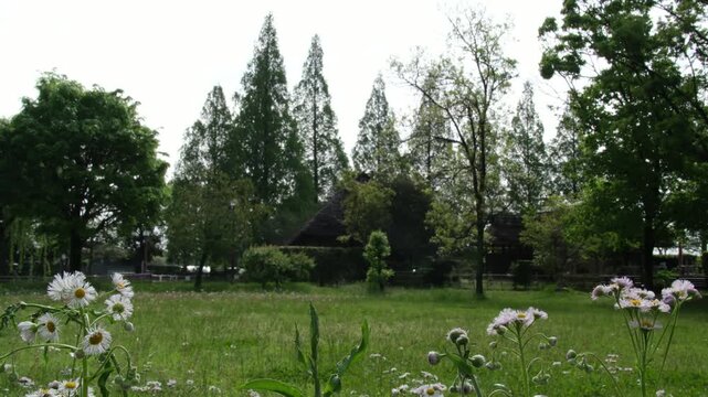 ヒナギクと茅葺屋根