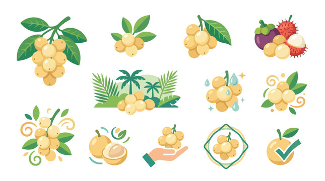 Collection of illustrations featuring ripe yellow langsat fruits with green leaves and tropical elements.
