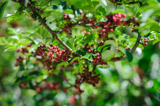 Sichuan Pepper grow on tree