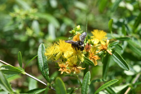 Bumblebee Feeding From St. Joh's Wort Flower